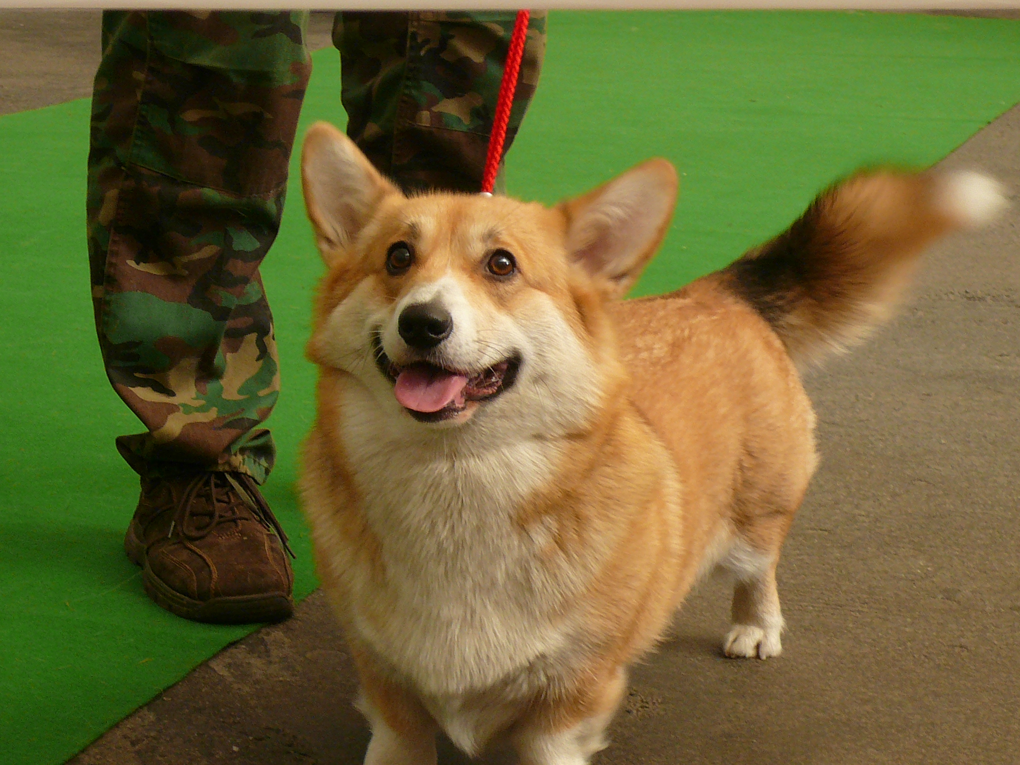 corgi 026.jpg