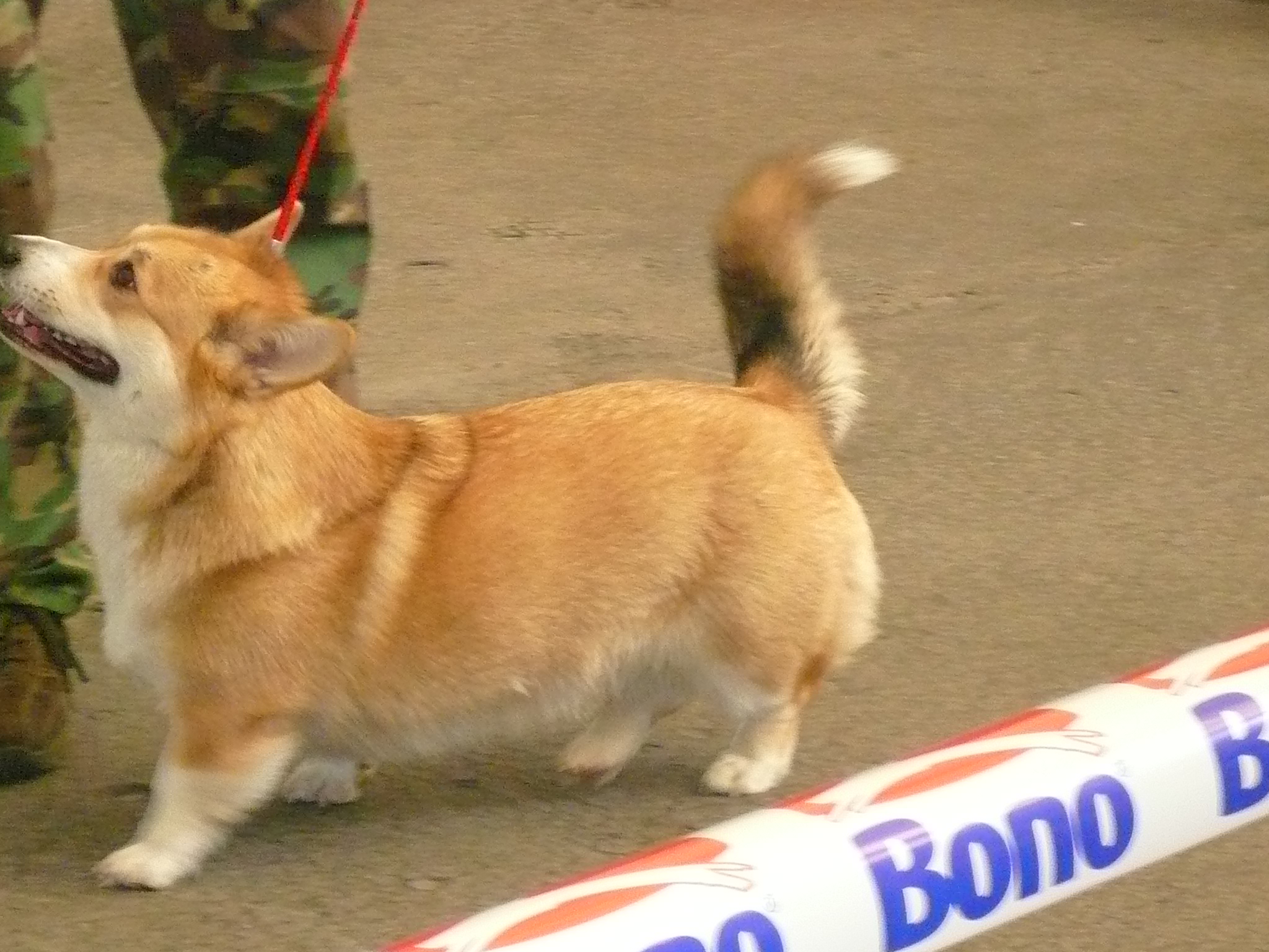 corgi 023.jpg