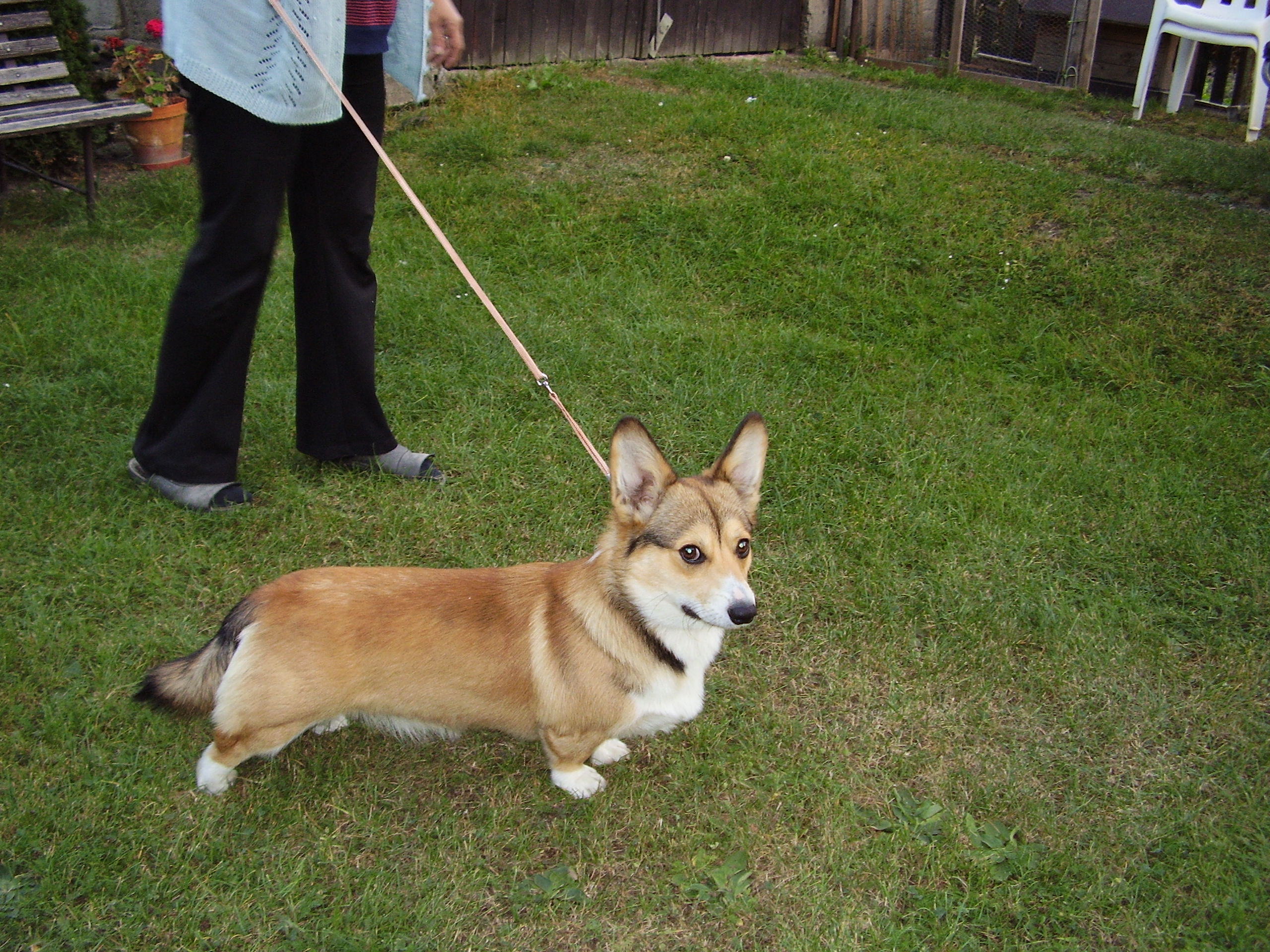 Bruno 1.JPG