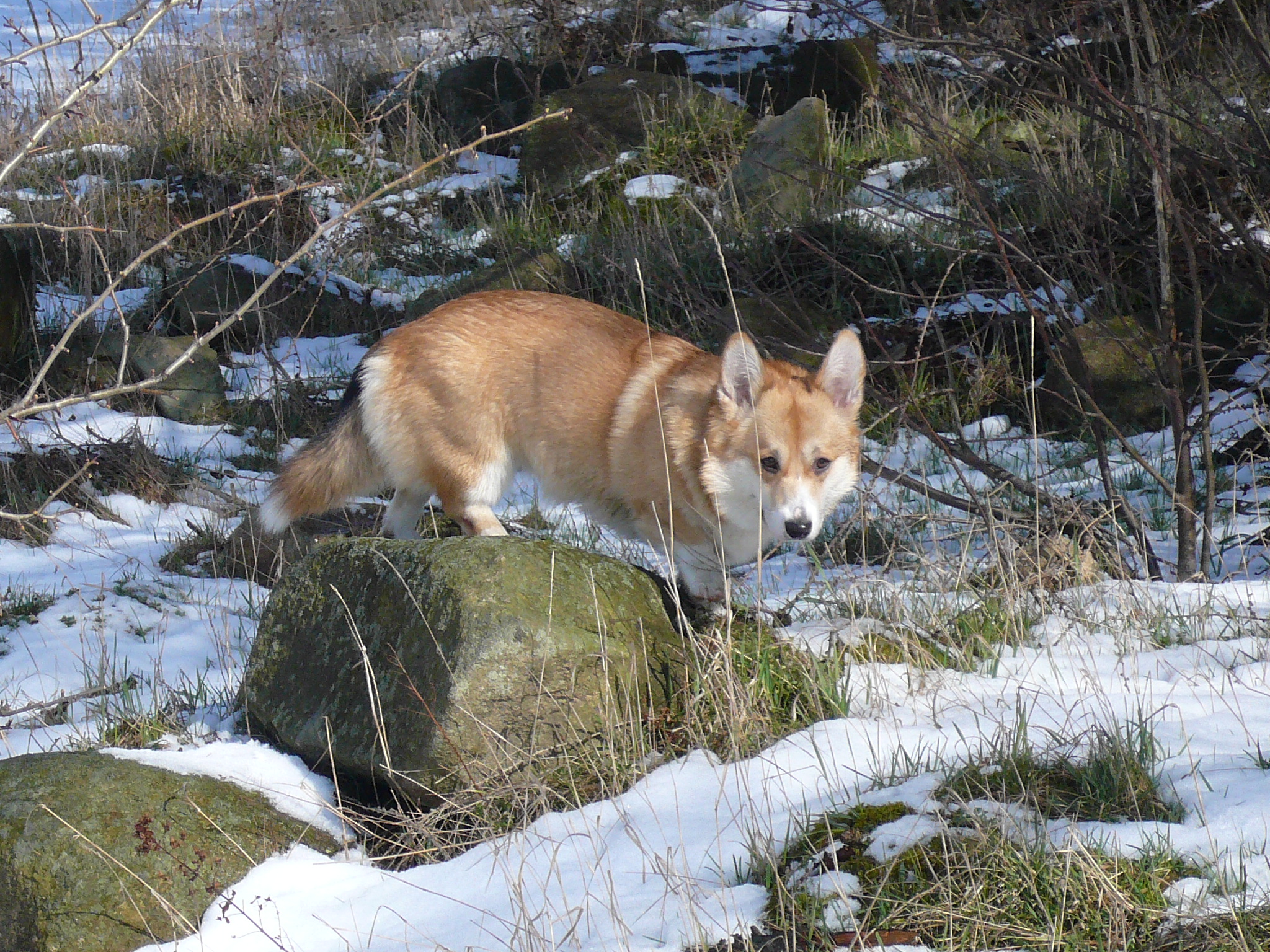 corgi 016.jpg
